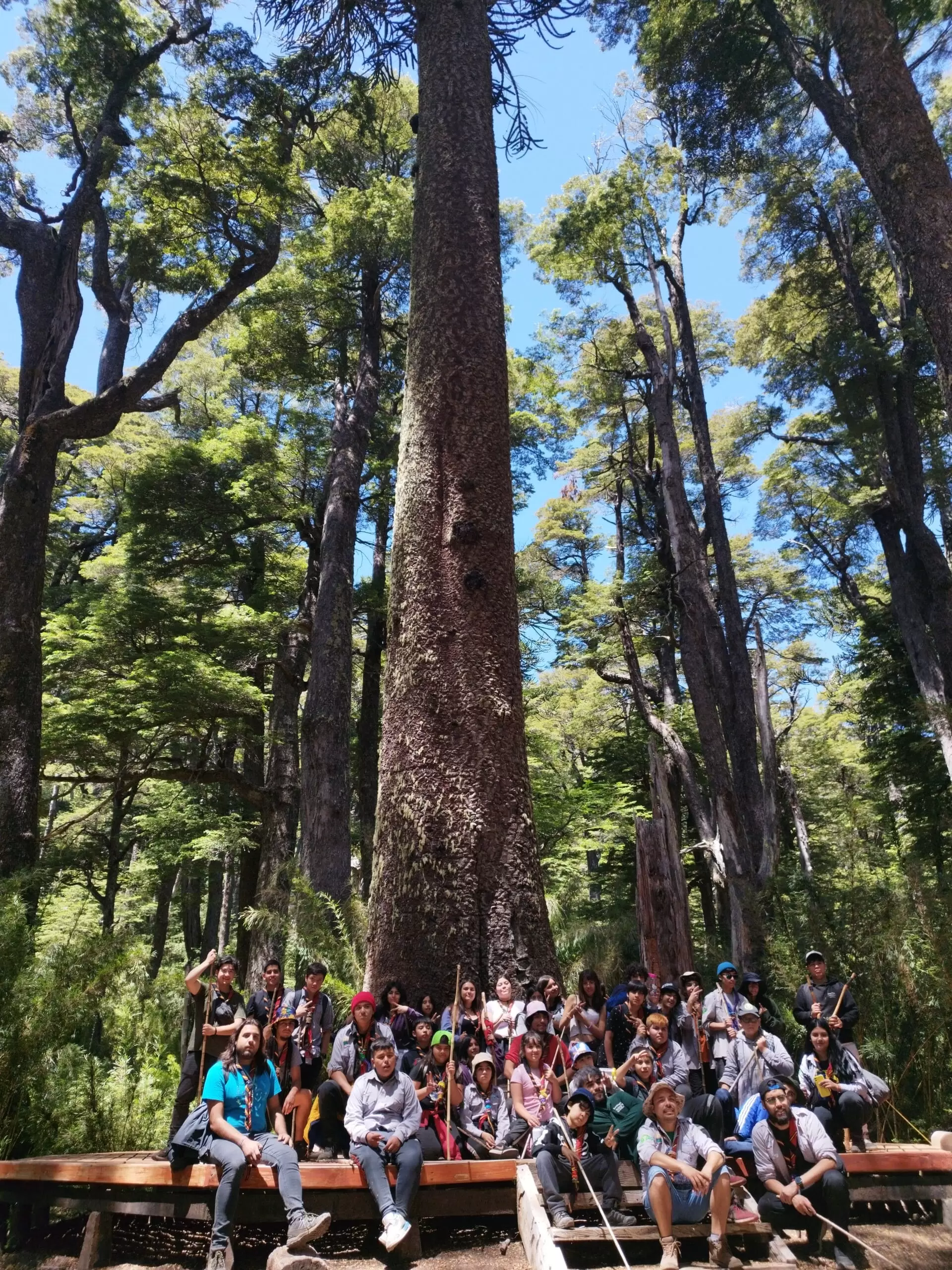 Nua Mana en la Araucaria Milenaria